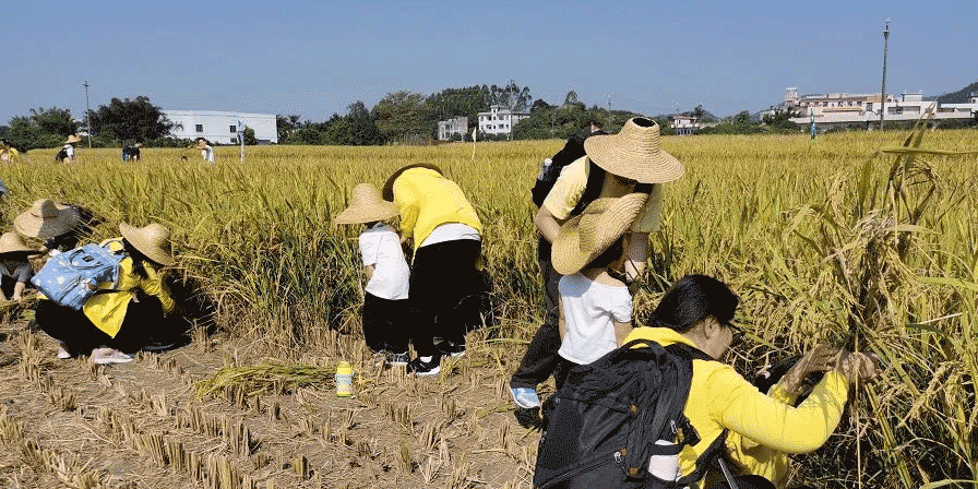 从化秋收亲子节